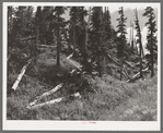 Rotting logs. During the early mining development, logs were cut lavishly for use in mine and mill construction and the surplus logs were left to rot where they fell. Ouray County, Colorado