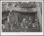 Interior of shed on farm of Perry Warner. Tehama County, California