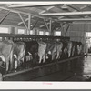 Part of the dairy herd at the Mineral King Cooperative farm. Tulare County, California