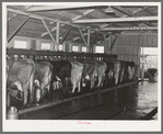 Part of the dairy herd at the Mineral King Cooperative farm. Tulare County, California