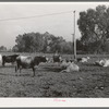 Part of dairy herd. Mineral King cooperative farm. Tulare County, California