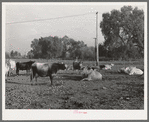 Part of dairy herd. Mineral King cooperative farm. Tulare County, California