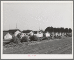 Housing for white transient workers at Giffen Ranch. Southwest Mendota, California