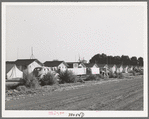 Housing for white transient workers at Giffen Ranch. Southwest Mendota, California