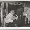 Member of Mineral King cooperative farm attaching electric milking equipment. Tulare County, California