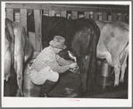 Member of Mineral King cooperative farm attaching electric milking equipment. Tulare County, California