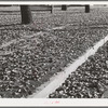 Dead leaves in the fall. Marysville, California