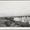 Housing for white transient workers of Giffen Ranch. Southwest Mendota, California