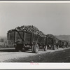 Trucks full of sugar beets waiting to be unloaded at sugar beet plant. Lewiston, Utah