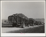 Trucks full of sugar beets waiting to be unloaded at sugar beet plant. Lewiston, Utah