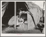 Carpenter's wife taking things out of improvised closet in her tent-home. Mission Valley, California, about three miles from San Diego