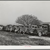 Line-up of trucks at truckers' camp near naval air base. Corpus Christi, Texas