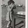 Milk for the children at the Yuba City FSA farm workers' camp. Yuba City, California