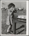 Milk for the children at the Yuba City FSA farm workers' camp. Yuba City, California