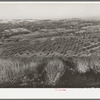 Orchards near Auburn, California