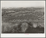 Orchards near Auburn, California