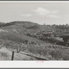 Orchards near Auburn, California