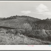 Fruit orchards in the low hills near Auburn, California. Placer County