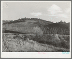 Fruit orchards in the low hills near Auburn, California. Placer County