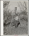 Farm boy taking ladder to tree which he will prune. Placer County, California