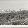 Fruit trees in the late fall. Placer County, California