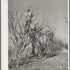 Pruning fruit trees. Placer County, California