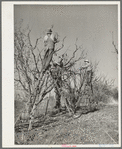 Pruning fruit trees. Placer County, California