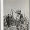 Pruning fruit trees. Placer County, California
