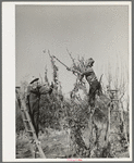 Pruning fruit trees. Placer County, California