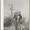 Pruning fruit trees. Placer County, California