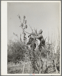 Pruning fruit trees. Placer County, California