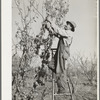 Pruning fruit trees. Placer County, California