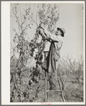 Pruning fruit trees. Placer County, California