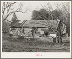 House of farmer from Oklahoma who has bought farm through the Federal Land Bank. Placer County, California. His son and daughter-in-law and their two children live in a better house on the same farm and they farm jointly