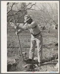 Farmer from Oklahoma who has bought land in Placer County through Federal Land Bank. He is cleaning out an irrigation ditch. California