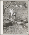 Farmer using sacking to bank irrigation ditch. Placer County, California. He is from Oklahoma
