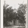 Orange trees in front yard of fruit farmer. Placer County, California. Oranges are not grown commercially