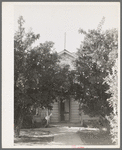 Orange trees in front yard of fruit farmer. Placer County, California. Oranges are not grown commercially