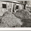 Manure and barn. Placer County, California