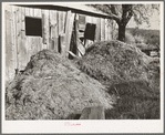 Manure and barn. Placer County, California