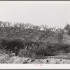 Erosion in the fruit orchards of Placer County, California