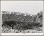 Erosion in the fruit orchards of Placer County, California