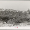 Erosion in the fruit orchards of Placer County, California