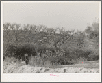 Erosion in the fruit orchards of Placer County, California