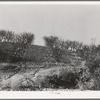 Erosion in the orchards. Placer County, California