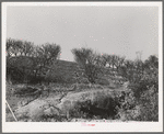Erosion in the orchards. Placer County, California