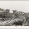 Erosion in the orchards. Placer County, California