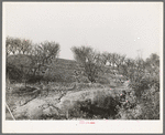 Erosion in the orchards. Placer County, California