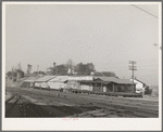 Fruit packing sheds. New Castle, California