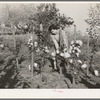 Fruit farmer's wife in her flower garden. Placer County, California